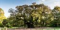 Major Oak at Sherwood Forest | Visit Nottinghamshire