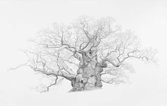 Photograph of a Mark Frith work. A detailed sketch of a tree.