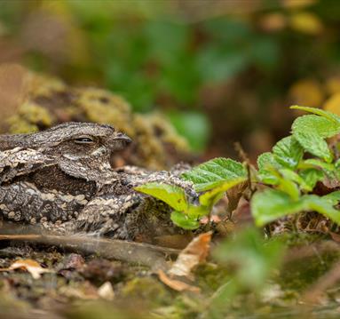 Photo of nightjar camouflaged against leaves and tree branches
