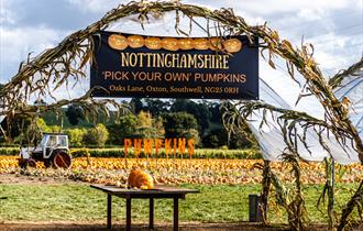 Nottinghamshire ‘Pick Your Own’ Pumpkins | Southwell
Credit David Allen