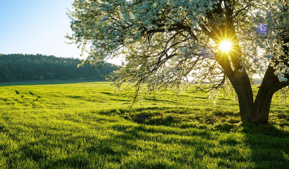 Photo of a tree in front of a lush green field