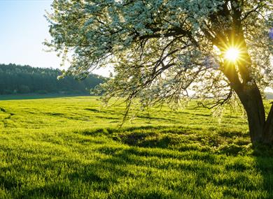 Photo of a tree in front of a lush green field