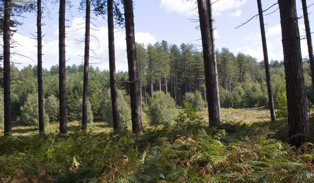 Forest Forays at Sherwood Pines