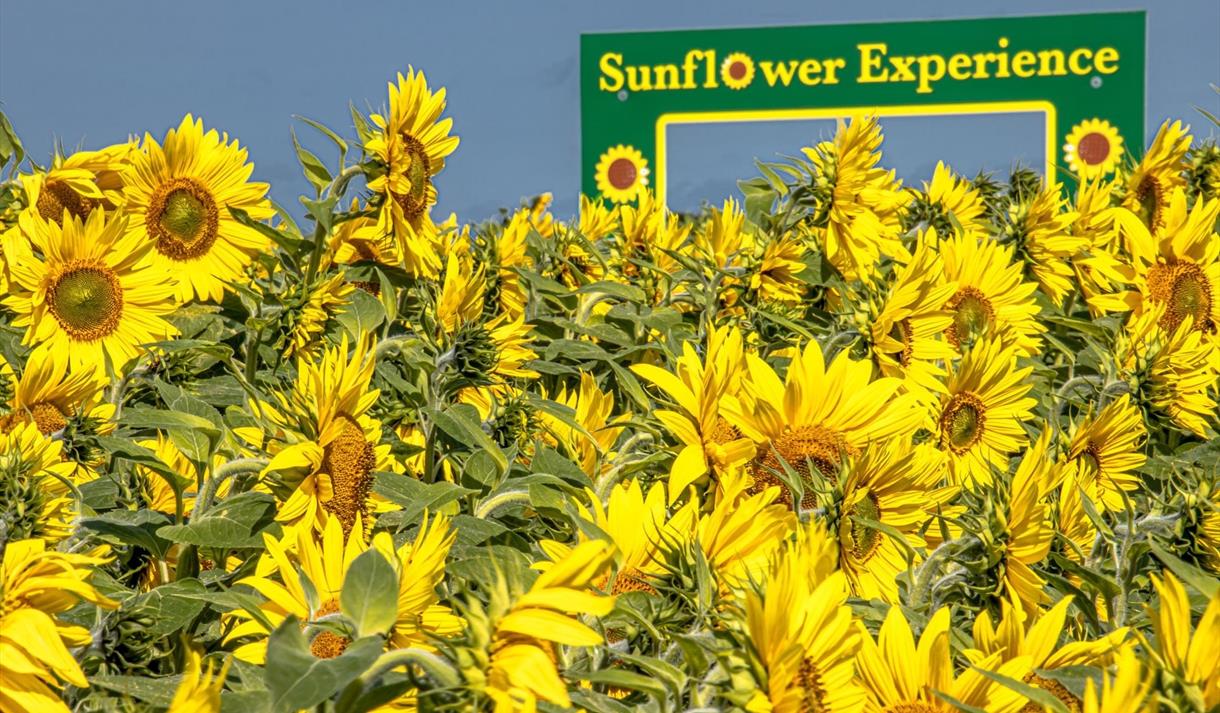 Sunflower Experience