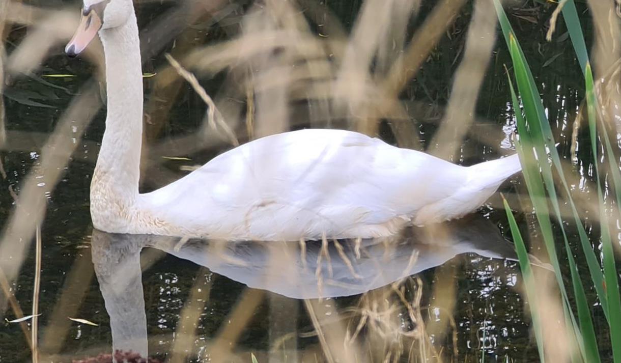 Photo of a swan through reeds.