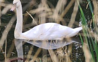 Photo of a swan through reeds.