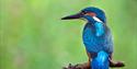 Wildlife Photography Course - Short Course at NTU
