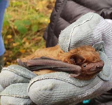 A Small bat being held gently in a glove. 
