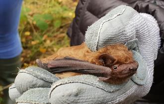 A Small bat being held gently in a glove.