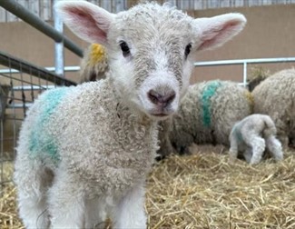 New born lamb in a barn