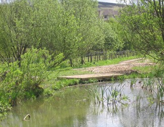 Pond dipping platform at Leesbrook