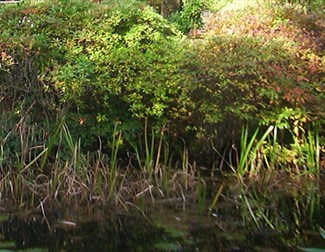 Jubilee Colliery Nature Reserve