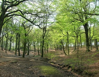 Tandle Hill Country Park