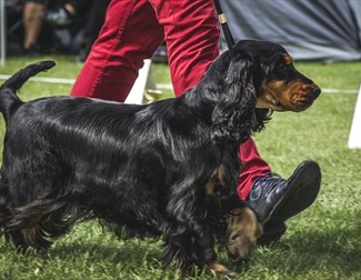 image of dog