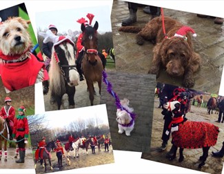 Images of animals and horses in festive christmas outfits