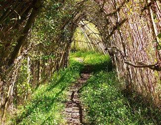 a woven willow tunnel