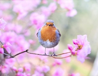 International Dawn Chorus Day in Snipe Clough