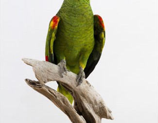 Gallery Oldham - The Art of Science: Taxidermy by Jack Fishwick