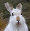 Mountain Hare - Lepus timidus