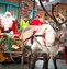 reindeer
