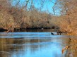 a river with trees overhanging the banks