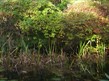 Jubilee Colliery Nature Reserve