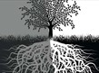 Black and white image of a tree showing its roots