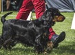 image of dog
