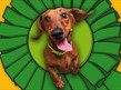 dog jumping through a rosette hoop
