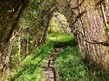 a woven willow tunnel