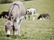 Donkeys on Grass Field
