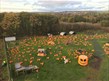 Pumpkin patch