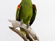 Gallery Oldham - The Art of Science: Taxidermy by Jack Fishwick