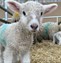 New born lamb in a barn