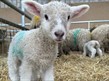 New born lamb in a barn