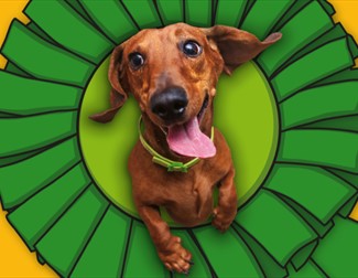 dog jumping through a rosette hoop