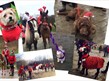 Images of animals and horses in festive christmas outfits
