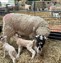 New born lambs in a barn
