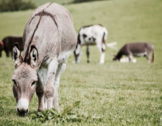Donkeys on Grass Field
