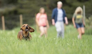 Møregga Hundepark
