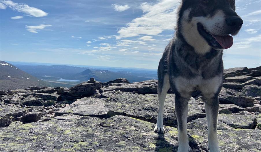 Jämthund på fjellet