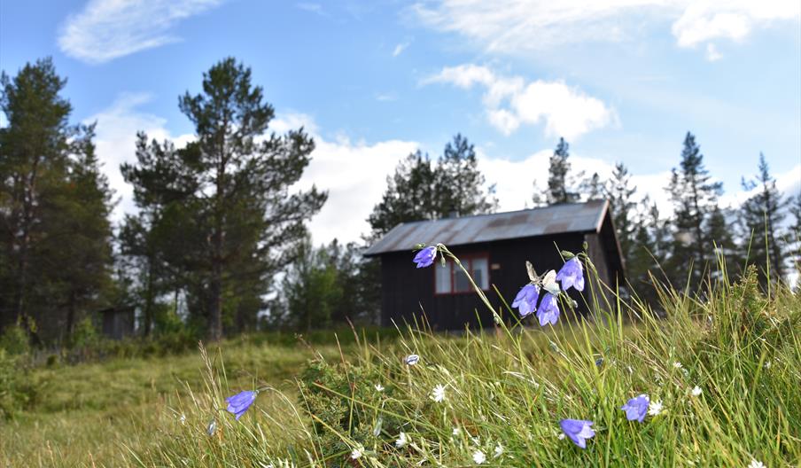 Blåklokker ved Dambua, Utstu Lomnes