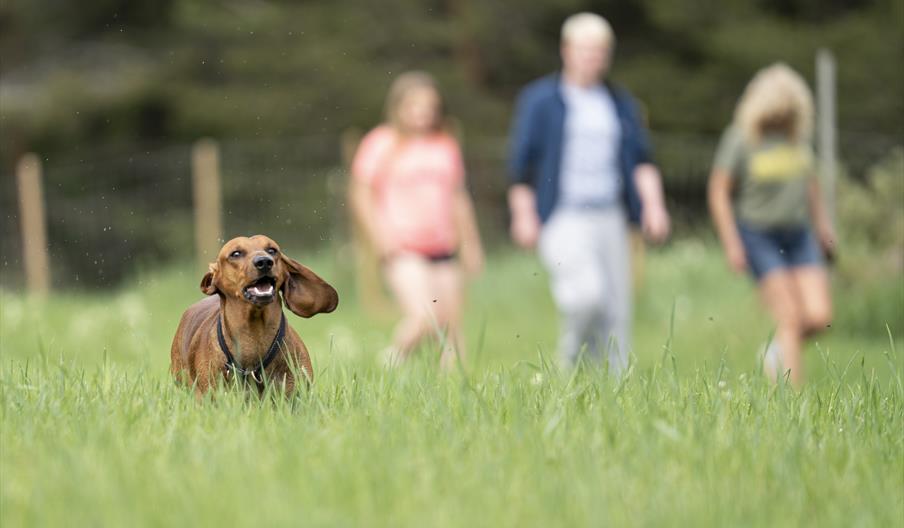 Møregga Hundepark