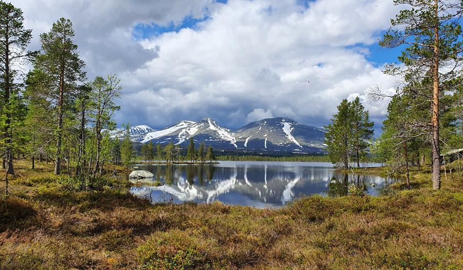 Sølenroa, Rendalen Kommuneskoger