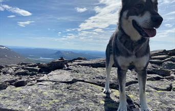Jämthund på fjellet