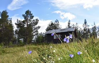 Blåklokker ved Dambua, Utstu Lomnes