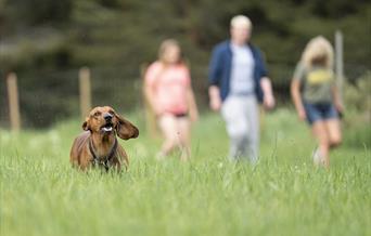 Møregga Hundepark