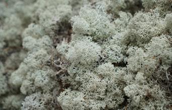 Reinlav fra Rendalens skoger