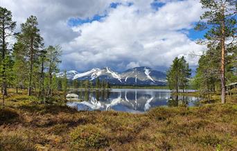 Sølenroa, Rendalen Kommuneskoger