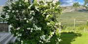 Syringa